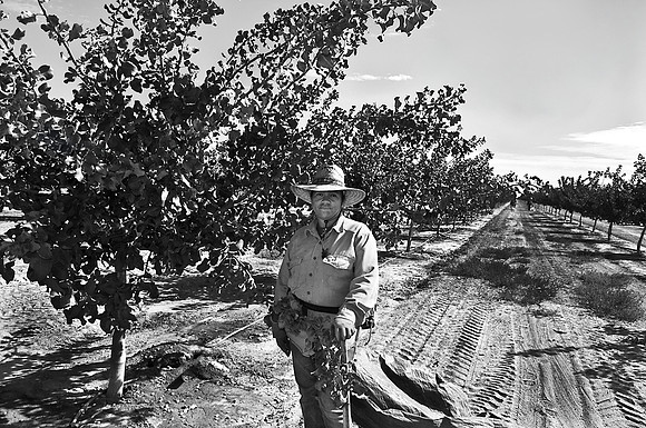 Pistachio Harvest13