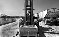 Pistachio Harvest10
