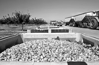 Pistachio Harvest12