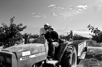 Pistachio Harvest6