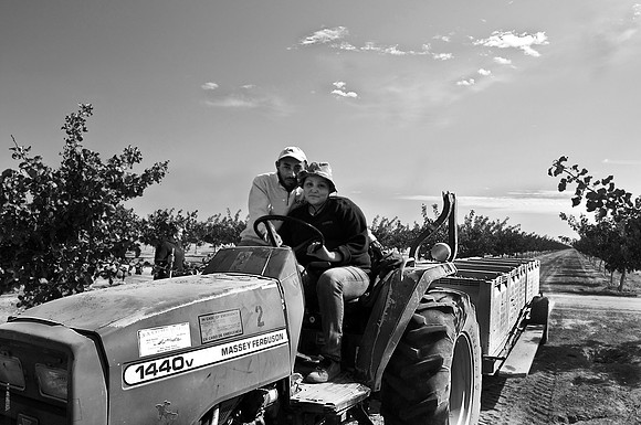 Pistachio Harvest6