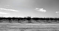 Pistachio Ranch1