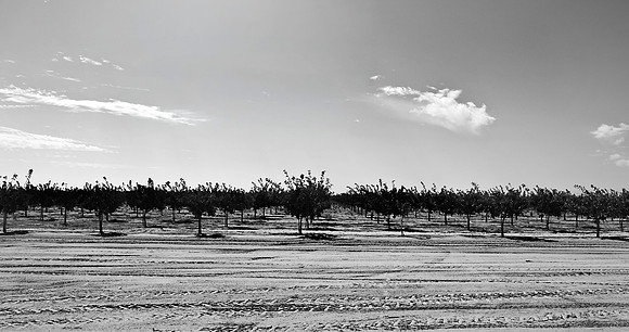 Pistachio Ranch1