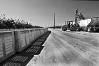 Pistachio Harvest11