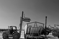 Pistachio Harvest8