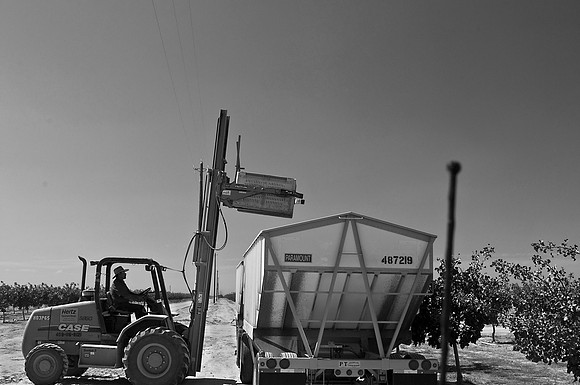 Pistachio Harvest8
