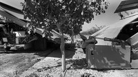 Pistachio Harvest14