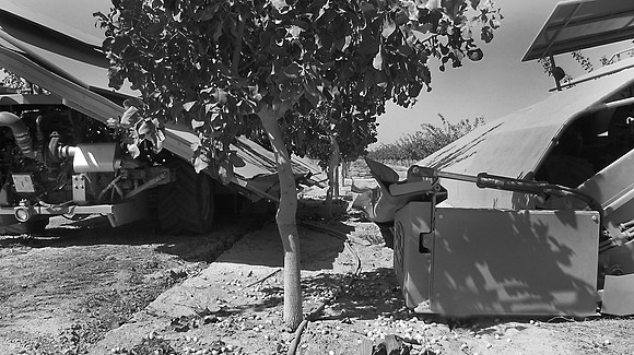 Pistachio Harvest14