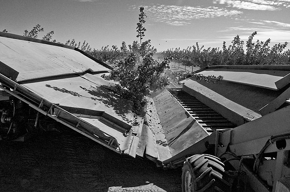 Pistachio Harvest3