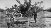 Pistachio Harvest15