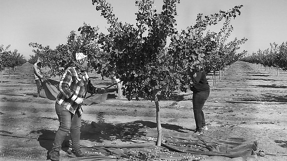 Pistachio Harvest15
